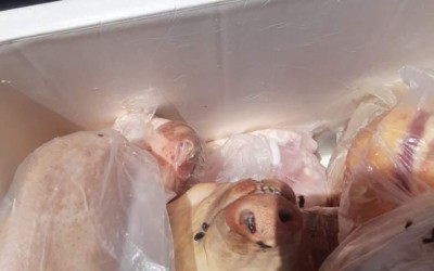 Em Ribas, dono de açougue é preso por vender carne imprópria para consumo humano