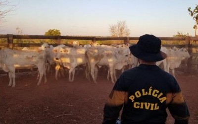 Fazendeiro de Três Lagoas é preso por receptação animal e abigeato