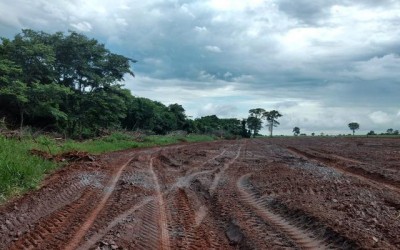 Desmatamento ilegal gera multa de mais de R$ 30 mil a fazendeira de Três Lagoas 