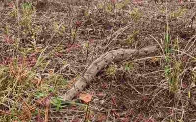 Equipes dos Bombeiros e PMA capturam jiboia que corria risco de ser atropelada na saída para Campo Grande 