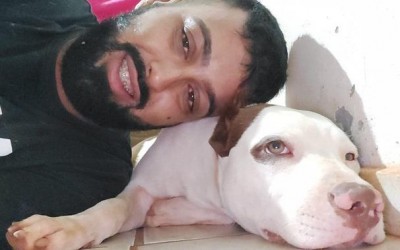 Pitbull desaparecido é encontrado após publicação em sites de notícias 