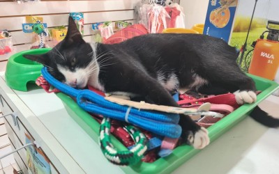 Homem espanca gato e é atuado em flagrante por maus tratos 