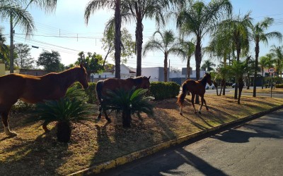 Atenção: Cavalos soltos no centro de Três Lagoas