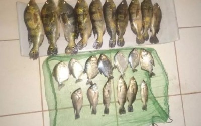 PMA de Três Lagoas autua paulista por pesca ilegal e faz apreensões de barco e petrechos