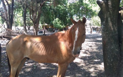 Polícia Confirma:  Motociclista morreu depois de colisão com cavalo solto na antiga “boiadeira