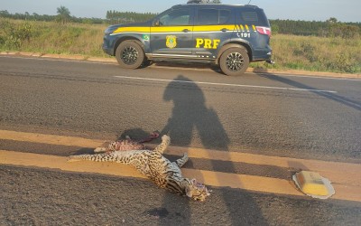 Onça pintada é atropelada e morre na BR-158, entre Três Lagoas e Brasilândia
