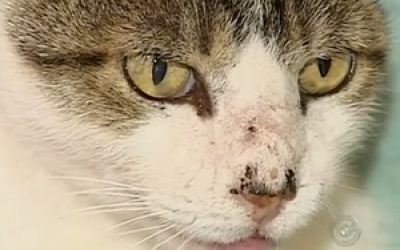 Maus Tratos: Mulher denuncia vizinho que jogou gata contra árvore no Nova Americana 