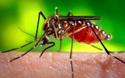 Boletim da dengue notifica 11 casos suspeitos em Três Lagoas