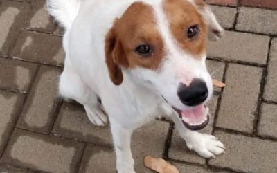Cachorro é encontrado em frente ao Hospital Auxiliadora