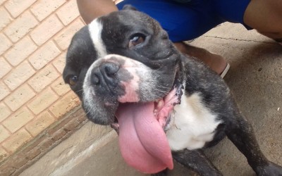 Cachorro é encontrado no bairro Jk