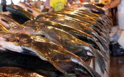 Inscrições para 7ª Feira do Peixe começam segunda-feira (04)