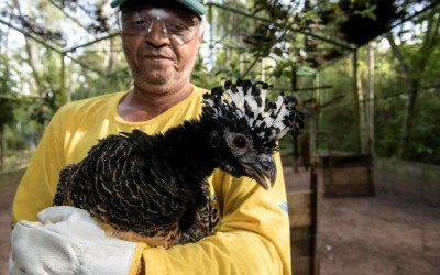 CESP irá realizar a soltura de 40 aves da espécie mutum-de-penacho