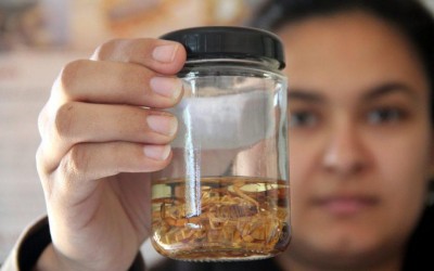 Três Lagoas registra média de 22 acidentes com escorpião por mês