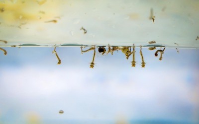 Em uma semana, 36 casos suspeitos de dengue são registrados em Três Lagoas 