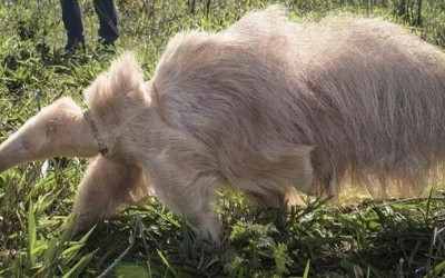 Único no mundo, tamanduá albino já engordou sete quilos 