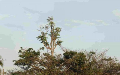 Chuva chega em pelo menos sete cidades de MS