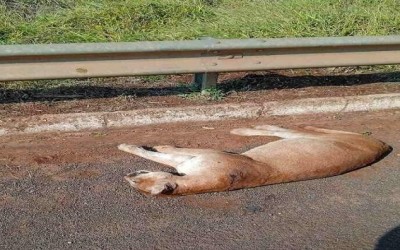 Onça-parda morre atropelada na BR-262
