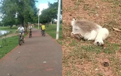 Filhote de ganso morre atropelado por bicicleta na pista de caminhada da Lagoa Maior