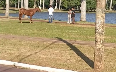 Animal com pata quebrada é flagrado correndo risco na orla da Lagoa Maior