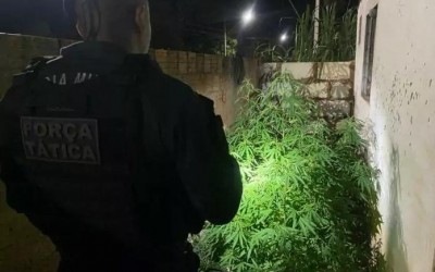 Força Tática fecha “Horta da Maconha” no Osmar Dutra