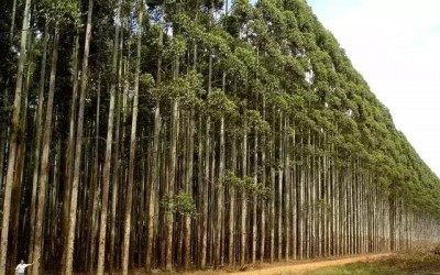 Setores de floresta e varejo oferecem vagas para jovens aprendizes em MS 