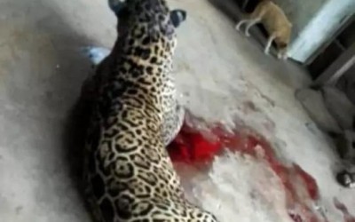 Em Três Lagoas, suposto ataque de onça na região do Rio Sucuriú é 