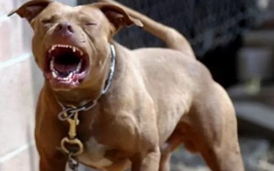 Pitbull solto ataca e deixa cachorros gravemente feridos em Chapadão do Sul