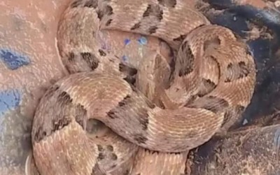Moradora de Três Lagoas encontra cobra no quintal de casa