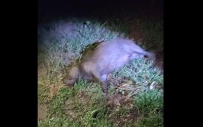 Motociclista fica ferido após atropelar capivara na 2º lagoa