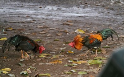 Mulher é atacada por galo em praça de Campo Grande