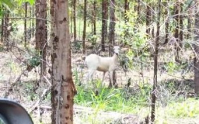 Registro raríssimo: veado campeiro, parcialmente albino, é visto em florestas da Eldorado Brasil