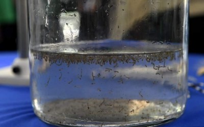 MS registra 15.913 casos confirmados de dengue