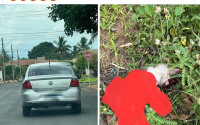 Mulher que abandonou filhotes de gatos e matou um deles atropelado causa revolta nas redes sociais 