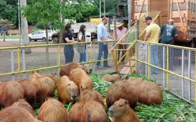 SEMEA realiza manejo de capivaras na Lagoa Maior