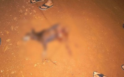Cachorro é atacado e morto por Pitbull solto em Sidrolândia