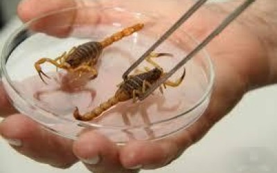 Alerta no Verão: Escorpiões invadem bairros de Três Lagoas