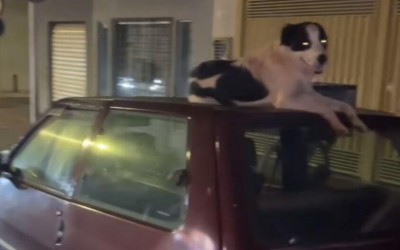 Cachorro protege carro contra 'pébas' em Campo Grande 