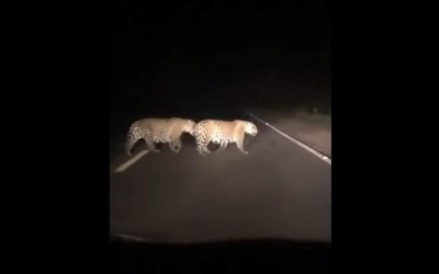 Onças-Pintadas são vistas em rodovia na região de Três Lagoas