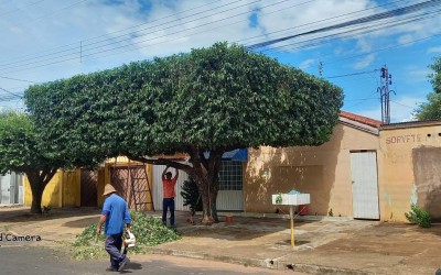 Quer deixar seu jardim impecável? Franklin Araújo é o jardineiro que você procura em Três Lagoas