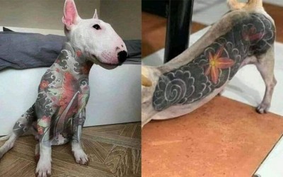 Nova lei proíbe tatuagem e piercing em cães e gatos: multa e cadeia para quem desobedecer