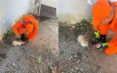 Gato com lata presa à cabeça mobiliza bombeiros em Corumbá  