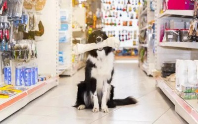 PROCON divulga pesquisa de preços de produtos para pets em Três Lagoas