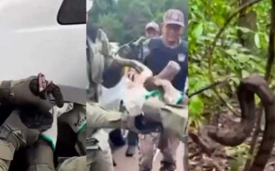 Jiboia é resgatada presa na roda de carro em Campo Grande  