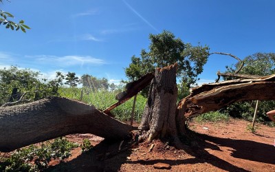 Árvore de grande porte cai e interdita rua no bairro Quinta da Lagoa, em Três Lagoas
