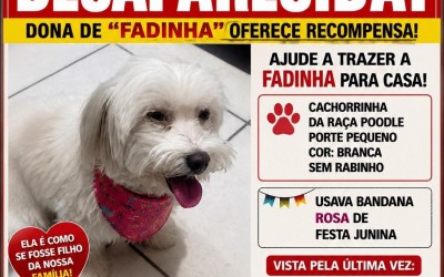 Dona de “Fadinha” oferece recompensa para quem achar a cachorrinha poodle que desapareceu no bairro Santa Rita