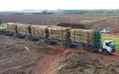 Governo autoriza circulação de hexatrens de megafábrica de celulose em Três Lagoas e Ribas do Rio Pardo