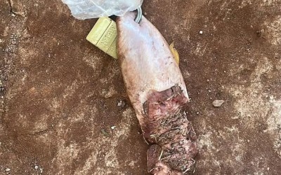 Jovem recebe língua de vaca com cadeado em frente de casa no Paraguai 