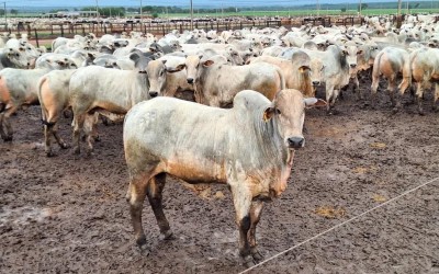 Três Lagoas perde mais de 33 mil cabeças de gado em apenas um ano; rebanho cai para 421 mil animais