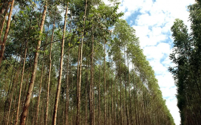 “Essa área não é de Três Lagoas”: estudo diz que Selvíria perdeu 58 mil hectares e disputa envolve região milionária do eucalipto
