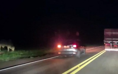 Dois perigos no mesmo vídeo: Animais soltos quase causam acidentes e motorista ultrapassa na faixa dupla na BR-262